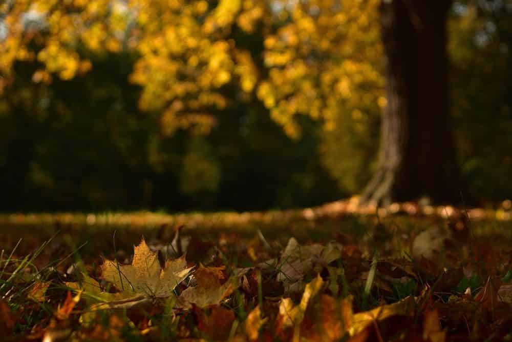 Spring and Fall Clean Ups image