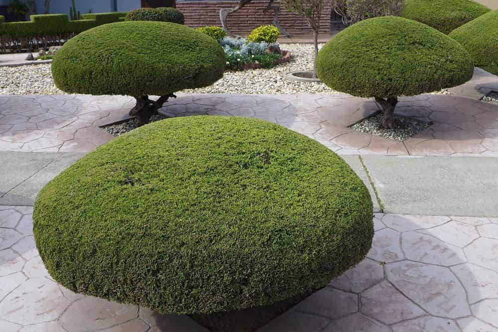 Shrub Pruning image
